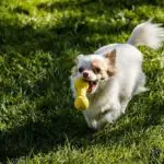 best toys for Chihuahua