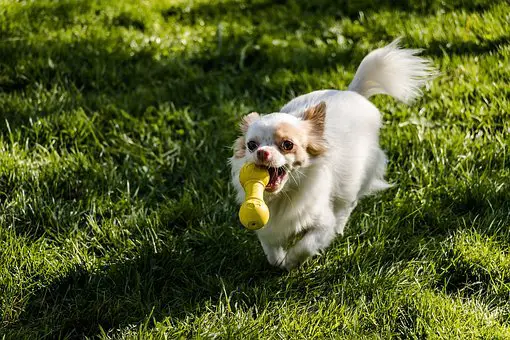 best toys for Chihuahua