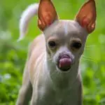 best treats for chihuahua