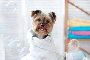 Can I Use Human Conditioner on My Dog? in 2021 (With Reviews!)