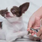 How to cut chihuahua nails