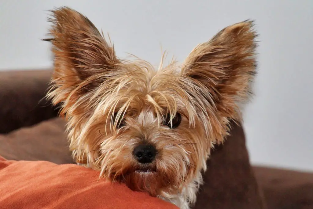 Best Dog Food for Yorkies with Allergies 2022 (With Reviews!)