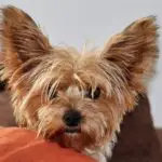 The Best Dog Food For Yorkies With Allergies