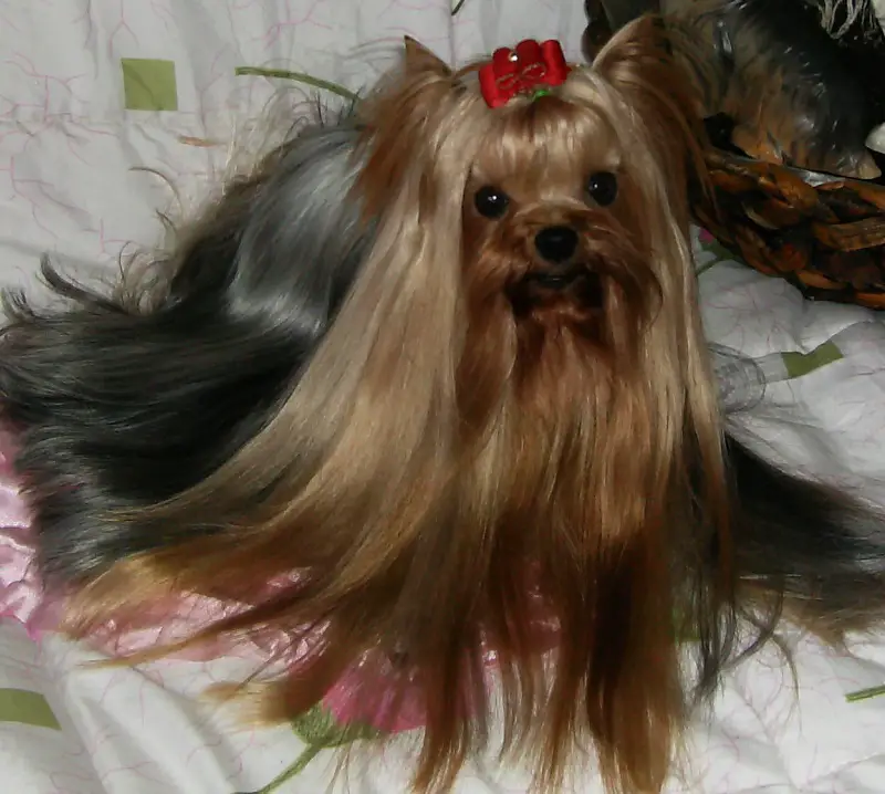 Yorkie with long silky hair