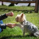are yorkies easy to train