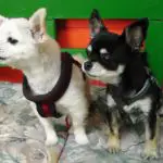 best bark collar for Chihuahua
