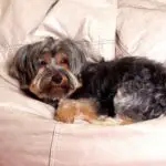 best dog beds for Yorkies