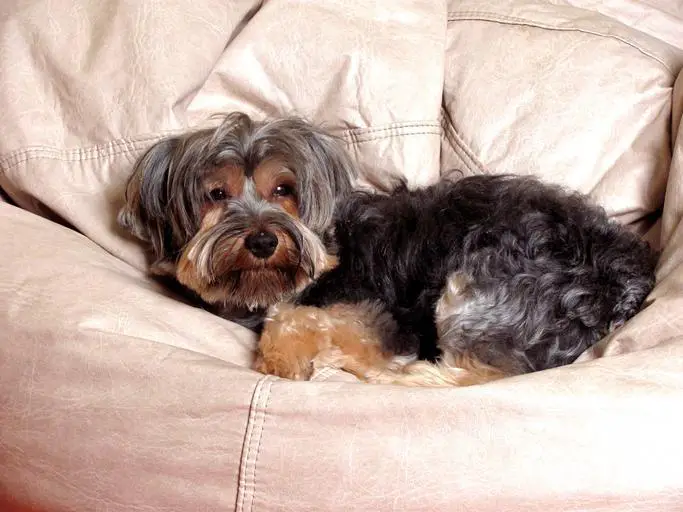 best dog beds for Yorkies