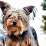best dog food for Yorkie
