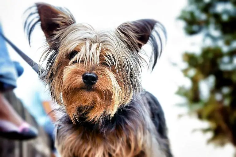best dog food for Yorkie