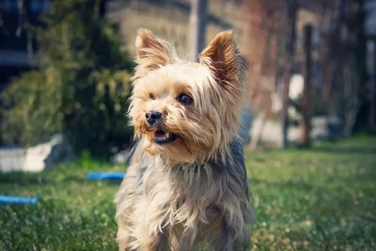 Can Yorkies Be Left Alone? 2021 Guide (With Training Tips!)
