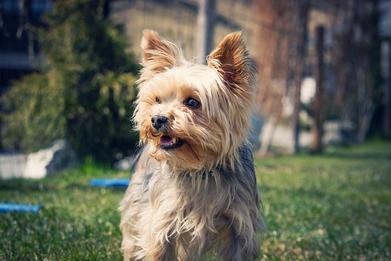 can yorkies be left alone