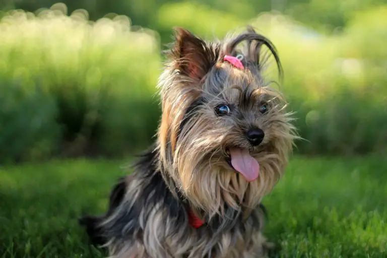 When Do Yorkies Stop Growing? Measure Your Yorkie w Our Growth Chart