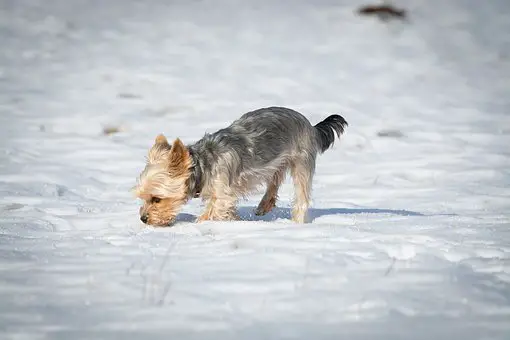 do yorkies get cold