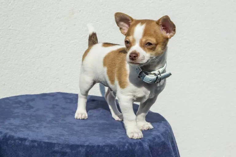 chihuahua puppy vaccination schedule