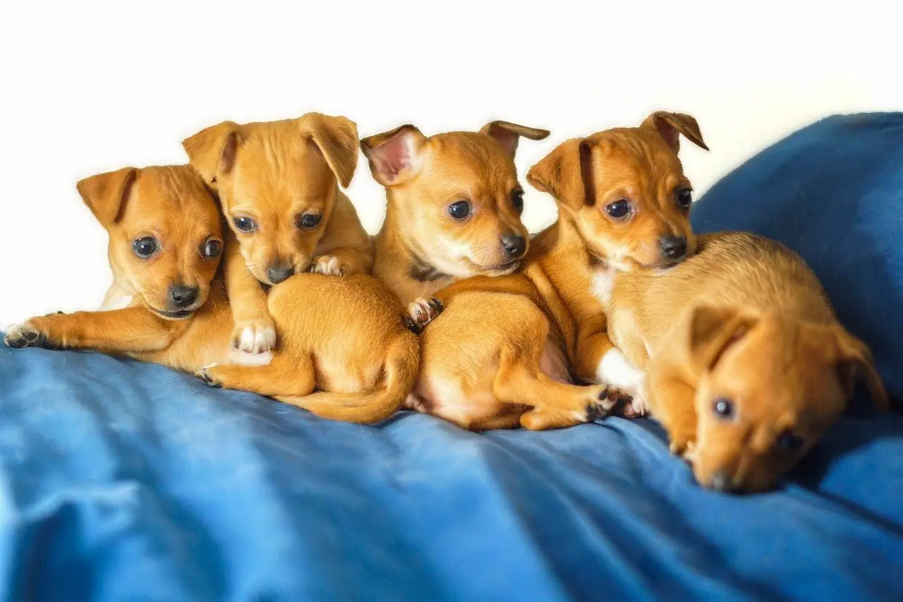 how many puppies do Chihuahuas have