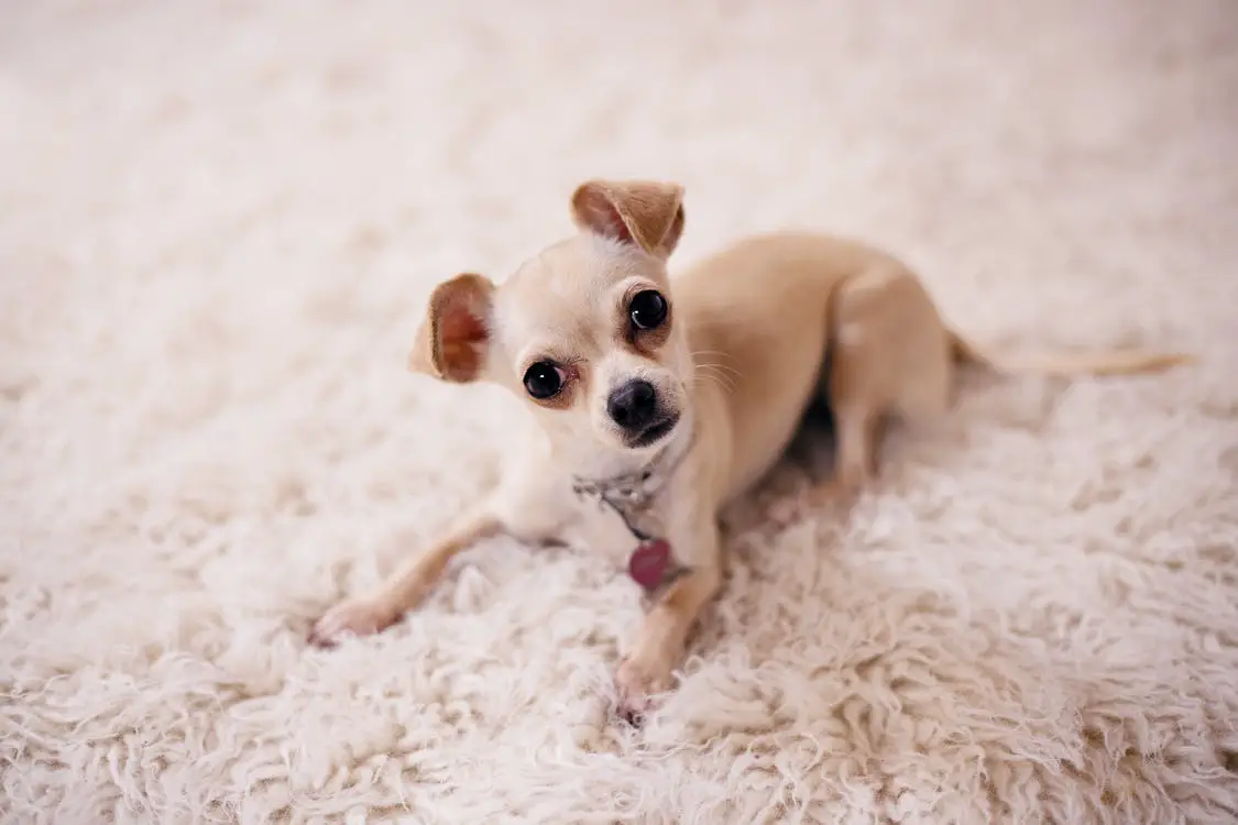 how to care for Chihuahua dog
