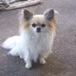 long haired chihuahua grooming