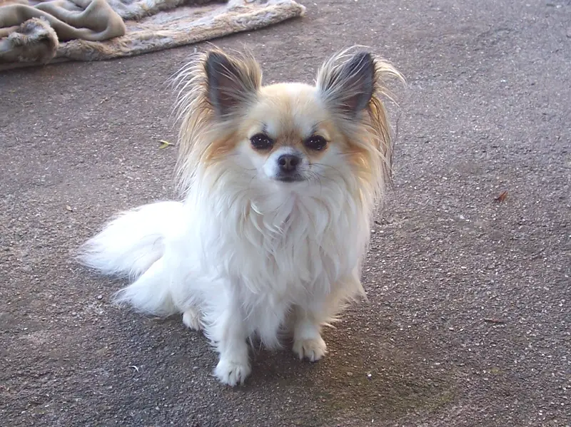 long haired chihuahua grooming