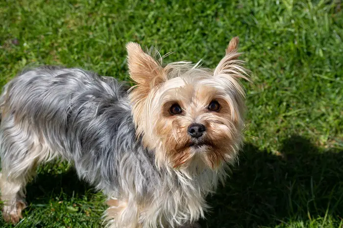 Average lifespan of a yorkie