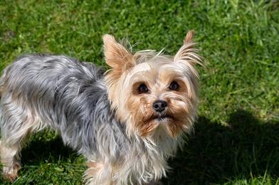 what age does a yorkie die