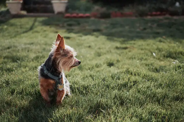 are yorkies hard to housebreak