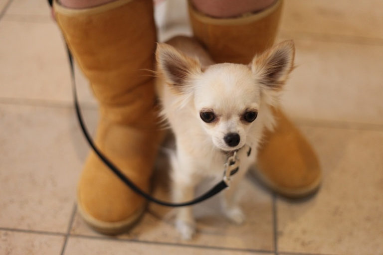 How To Potty Train a Chihuahua 2022 Guide (With Training Tips!)