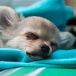 why do Chihuahuas sleep between your legs