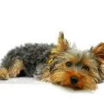 yorkie vaccine schedule everything you need to know