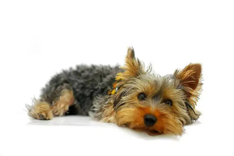 when should yorkie puppies get shots