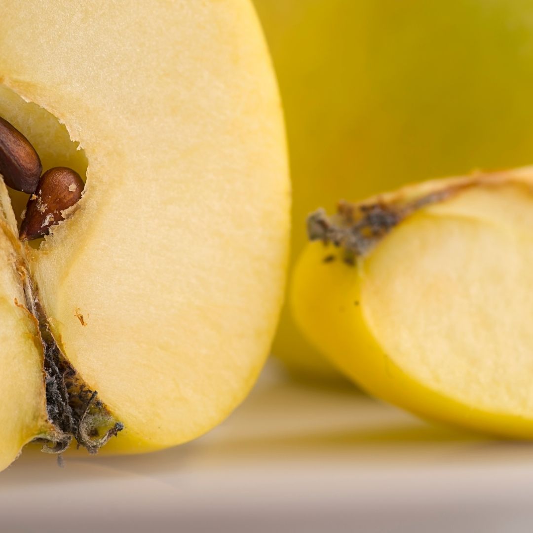 30 Foods Dog Cannot Eat - The Halo Pets