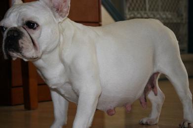 how long is the pregnancy of a french bulldog