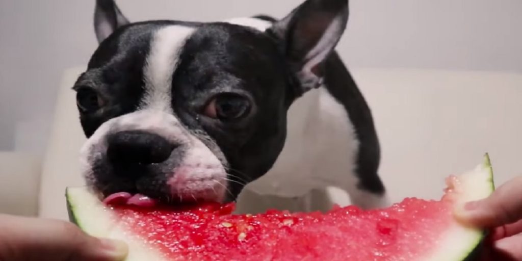 Can French Bulldogs Eat Watermelon 2021 Guide (with