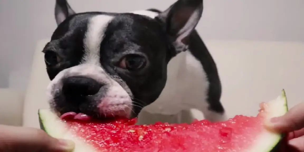 Can French Bulldogs Eat Watermelon 2022 Guide (with Benefits!)