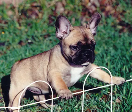 best food for French Bulldog with stomach sensitivity