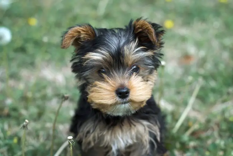 Are Yorkies Good with Kids - 2022 Guide (With Training Tips!)