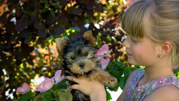 are yorkies good with kids