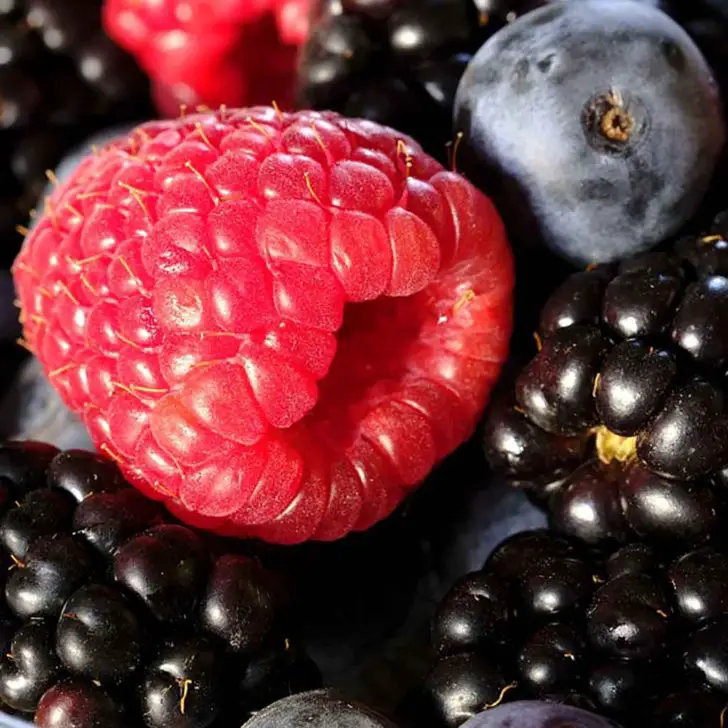 Can Cats Eat Raspberries? Safe or Not? Everything You Need To Know!