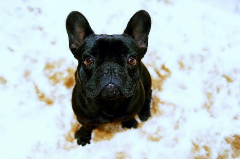 Best French Bulldog Shampoo 2021 (With Reviews!)