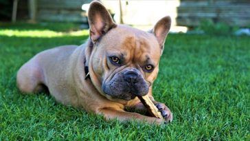 best puppy toys for french bulldogs