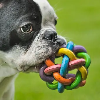 best chew toys for French bulldogs 