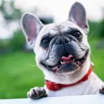 best collars for French bulldogs