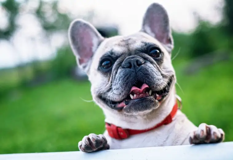 best collars for French bulldogs