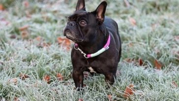 best dog bowls for French Bulldogs