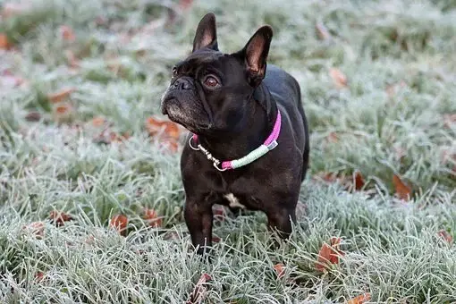 best dog bowls for French Bulldogs