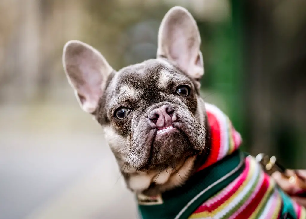 best dog food for French bulldogs with gas