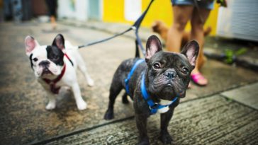 best dog food for French bulldogs with gas