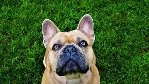 best food bowls for French bulldogs