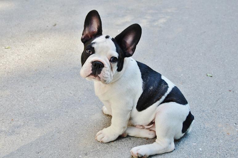 best food for French Bulldog with sensitive stomach
