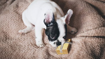 best food for French bulldog with sensitive stomach